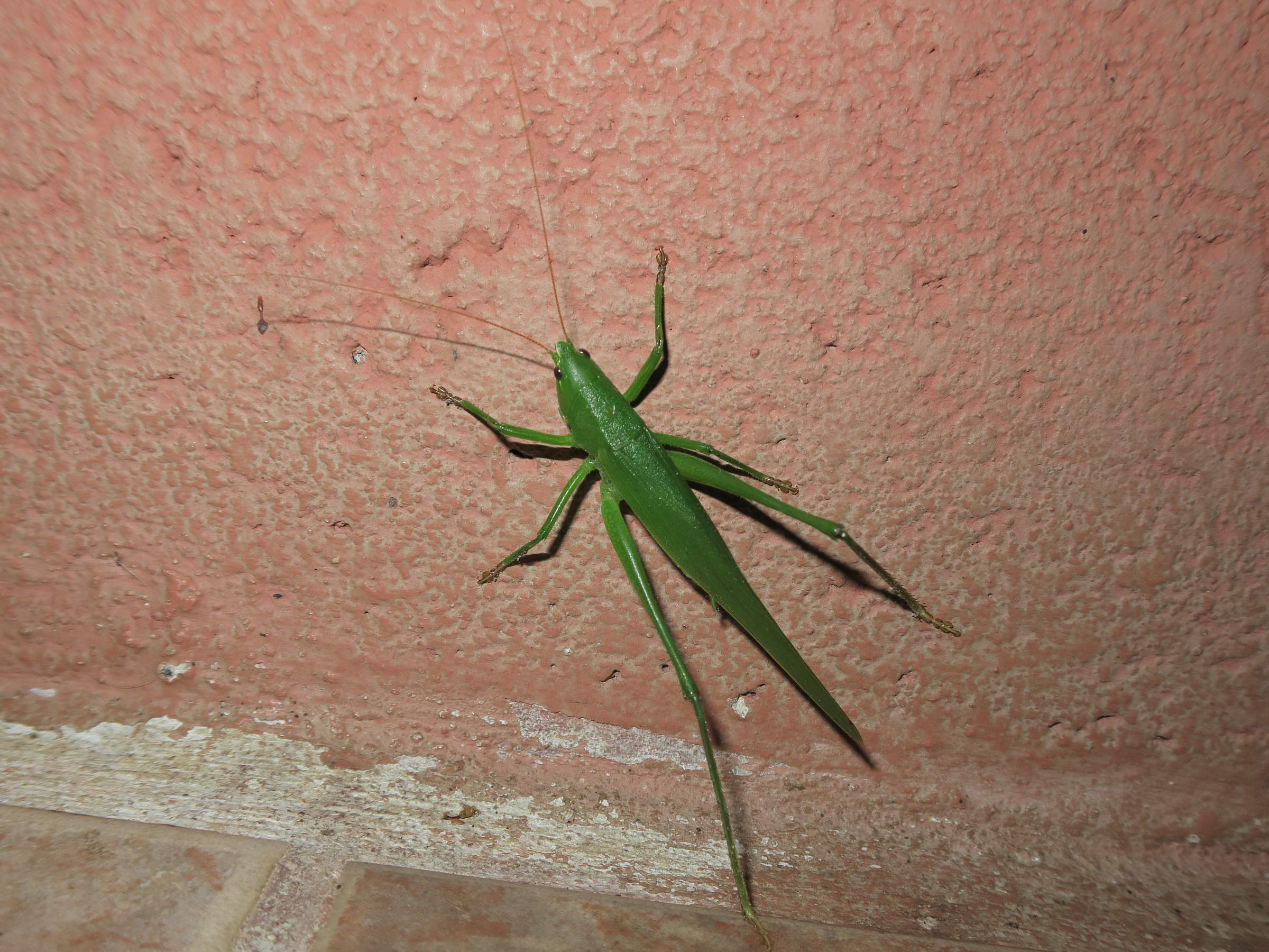 neoconocephalus_sp1md