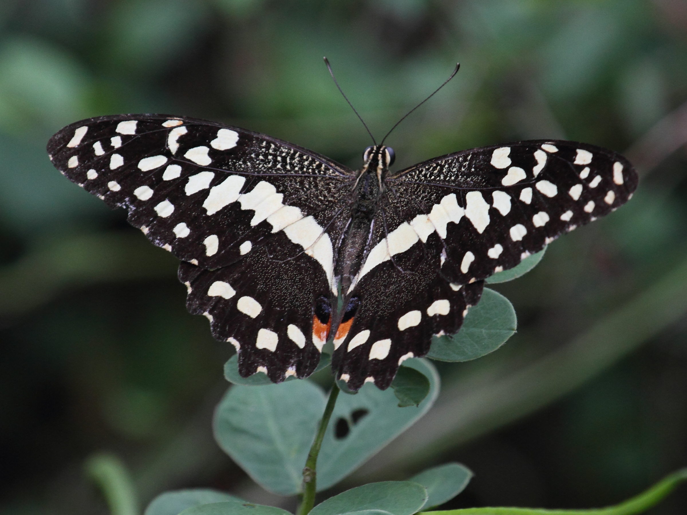 papilio_demodocus5bd