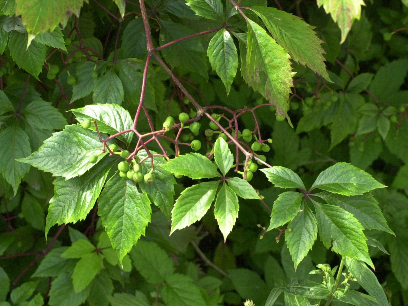 Afficher le média parthenocissus_inserta1md parthenocissus_inserta1md