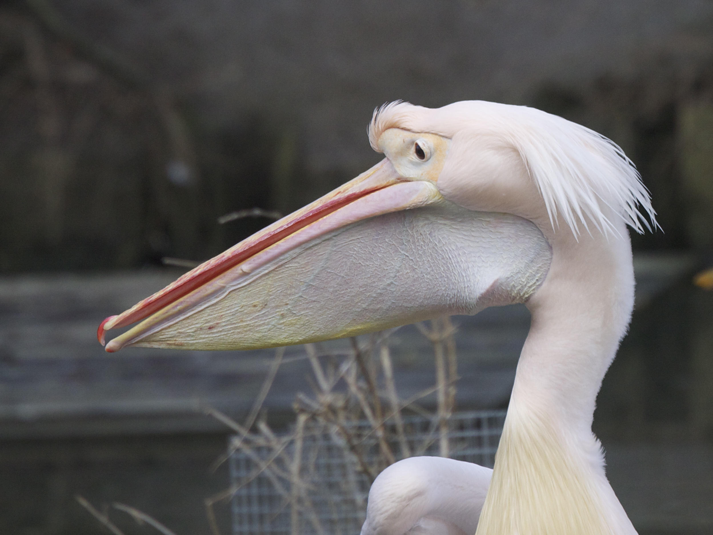 pelican_blanc_-_pelecanus_onocrotalus3md