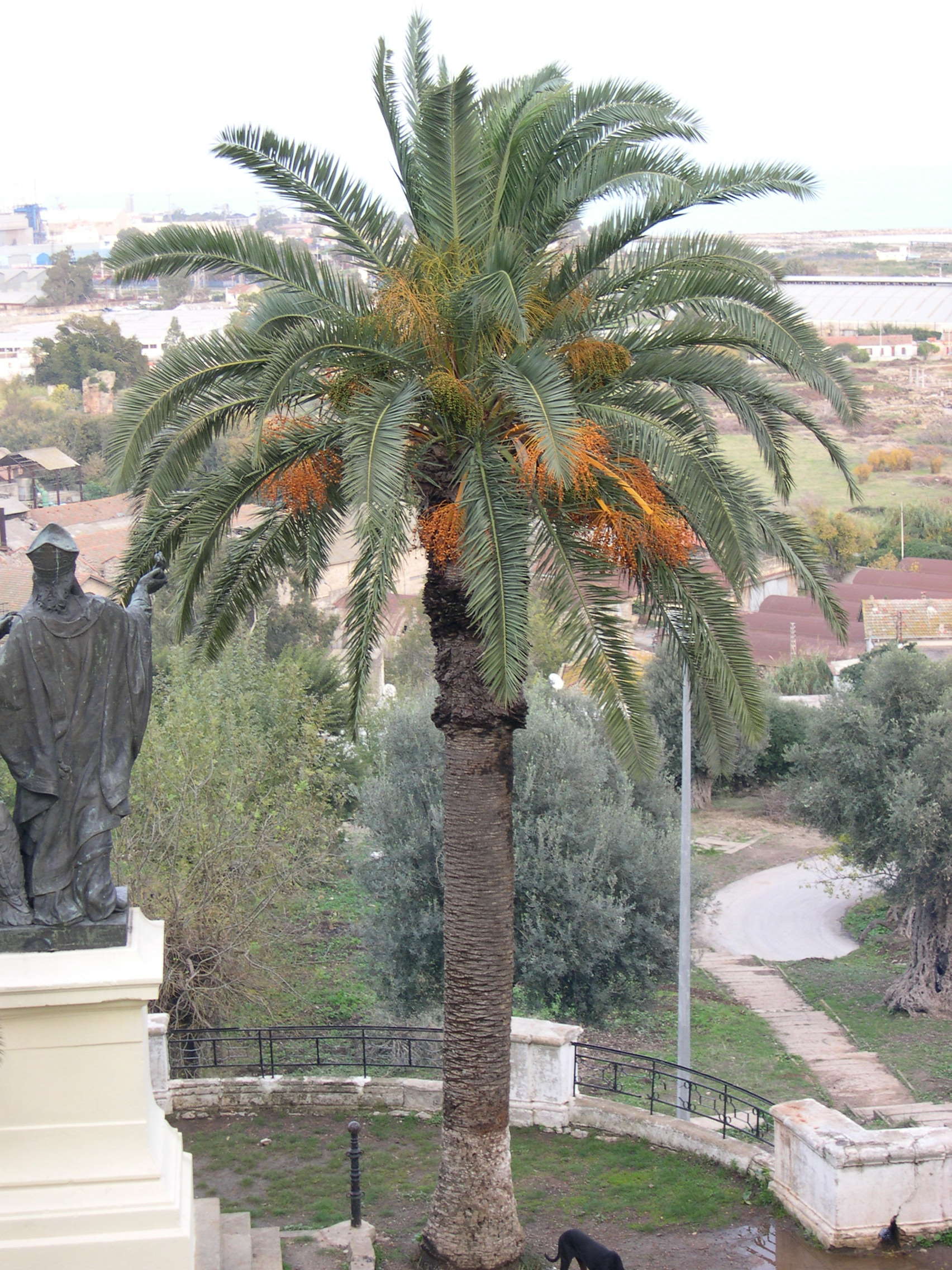 phoenix_canariensis1md