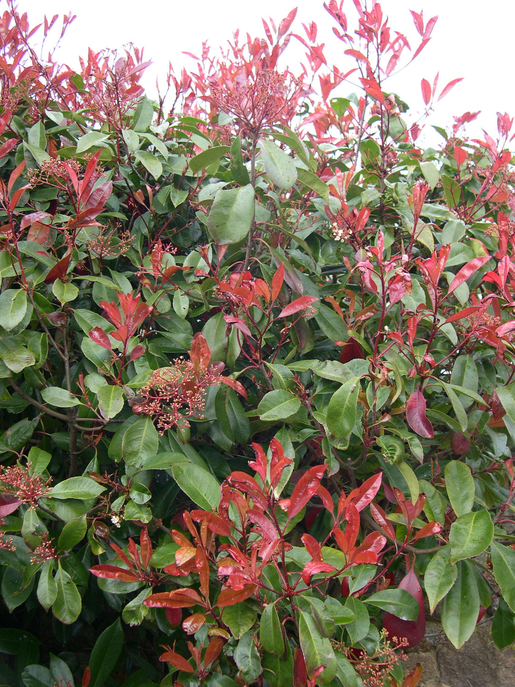 Afficher le média photinia_x_fraseri1md photinia_x_fraseri1md