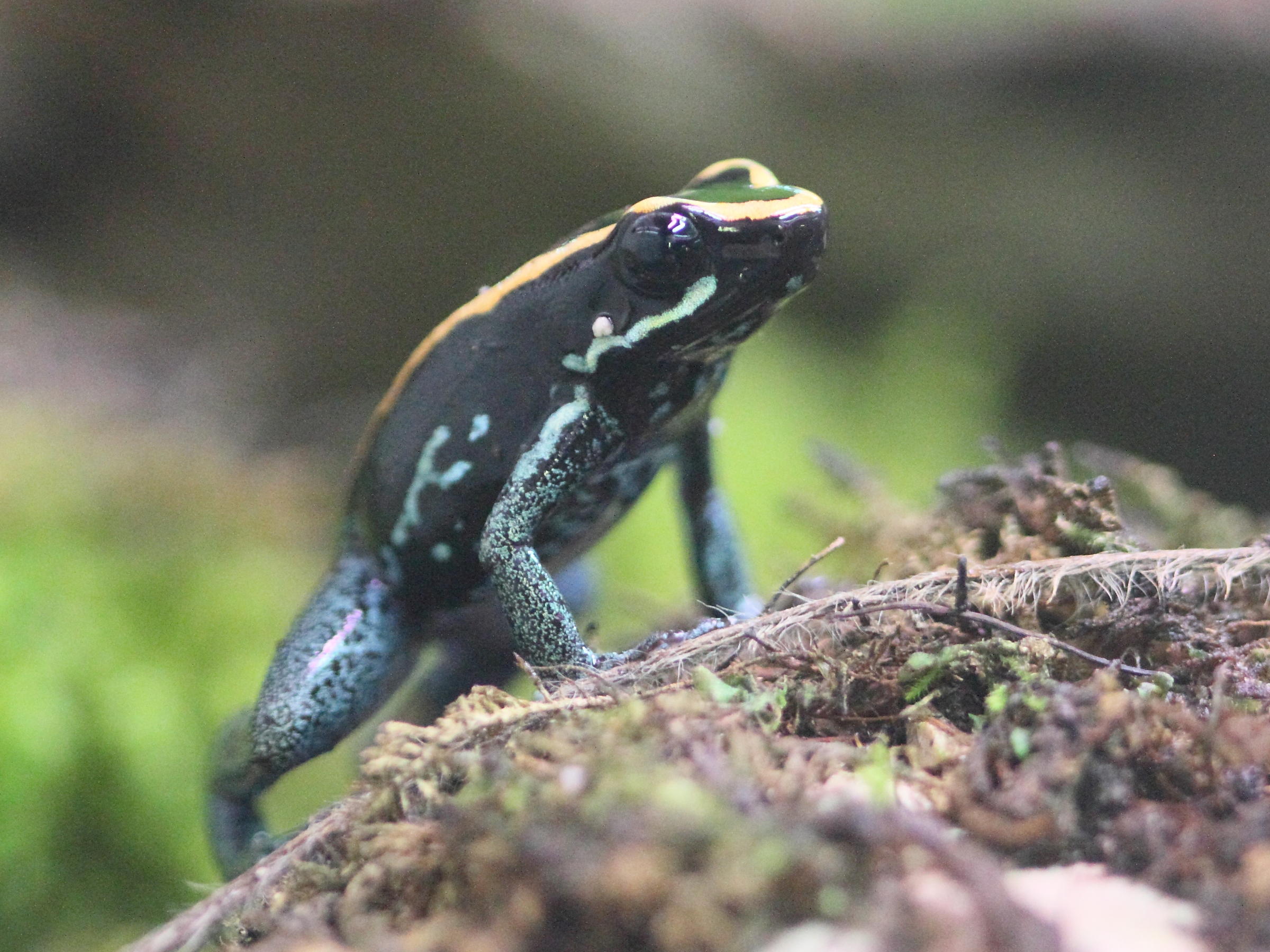 phyllobates_vittatus2bd