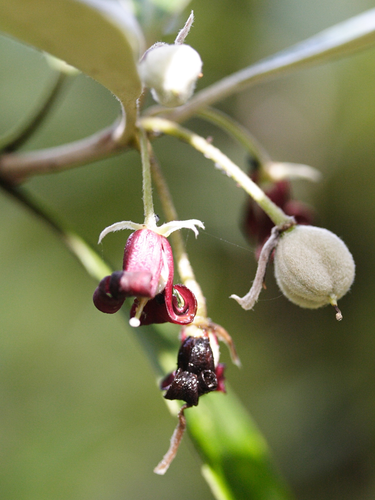 Afficher le média Pittosporum_crassifolium Pittosporum_crassifolium