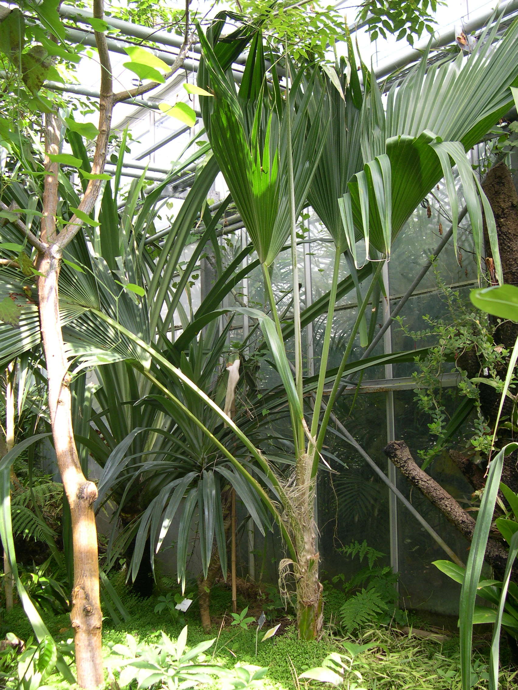 pritchardia_remota1md