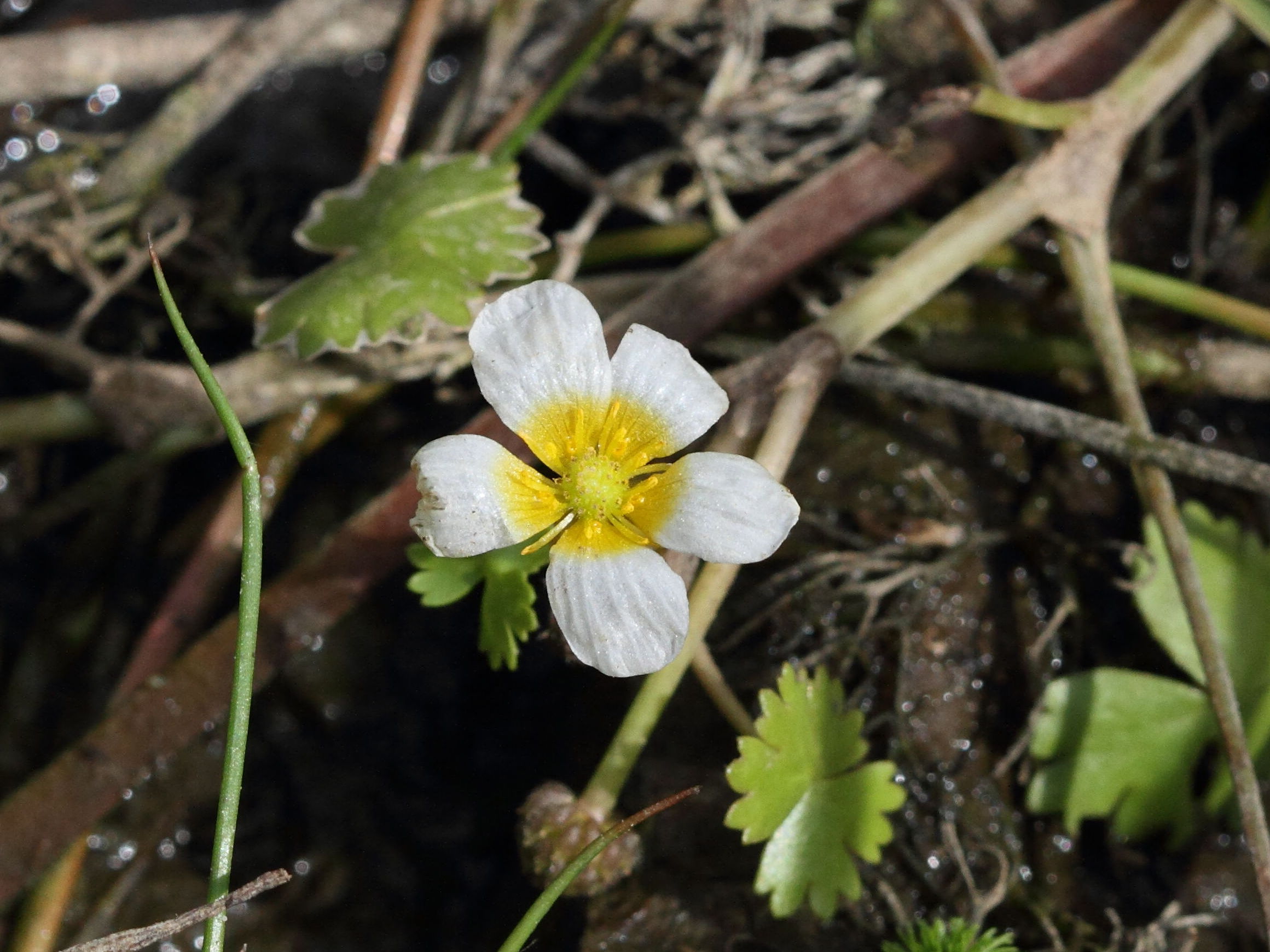 ranunculus_aquatilis3bd