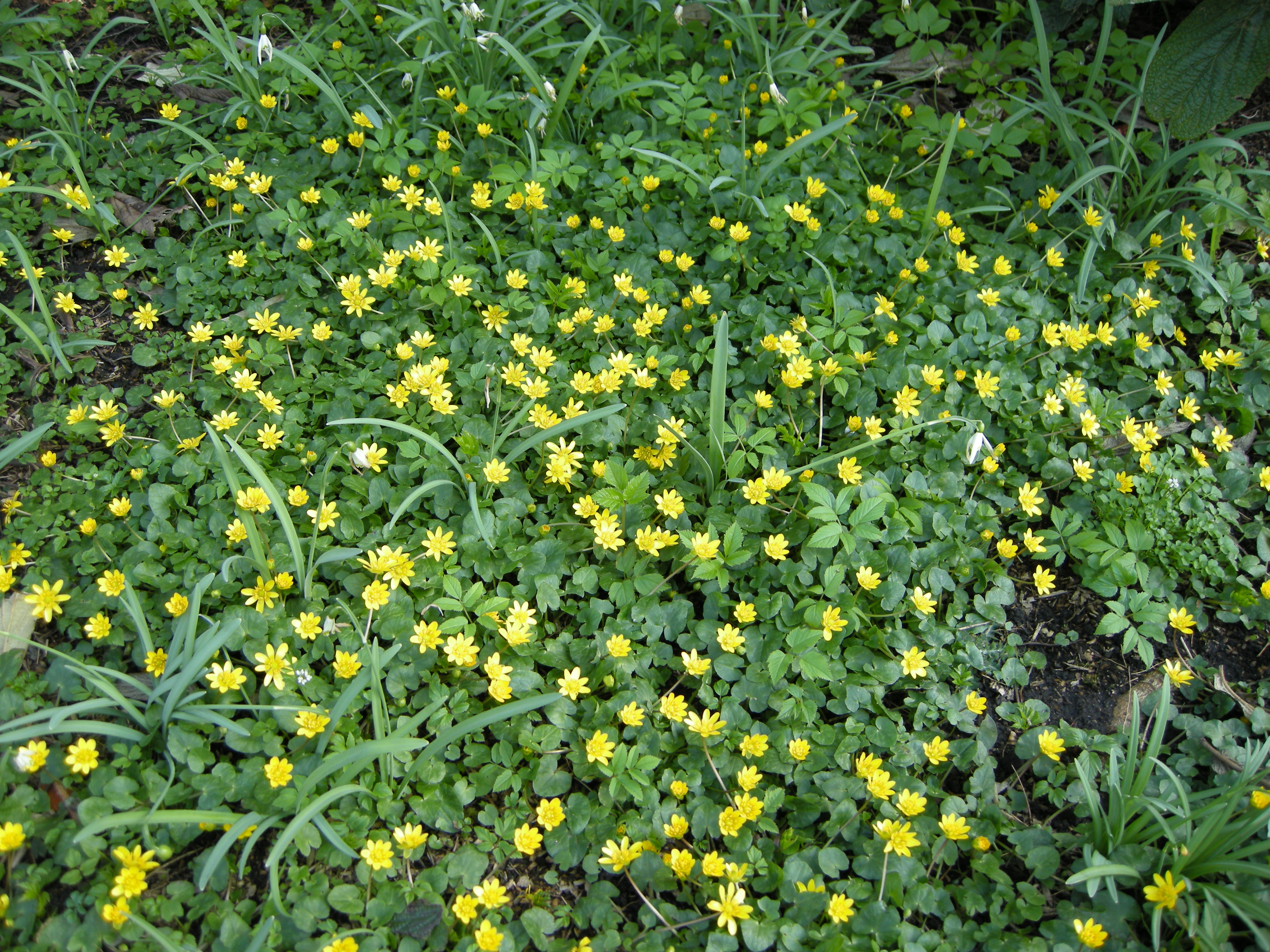 ranunculus_ficaria1md