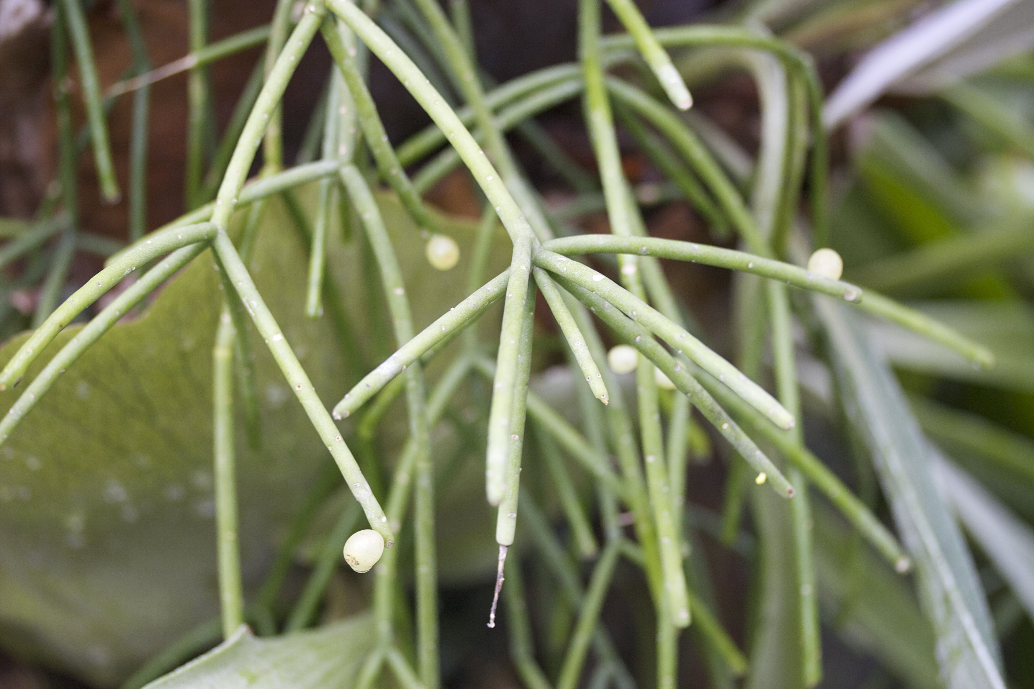 Afficher le média rhipsalis_cassutha2md rhipsalis_cassutha2md