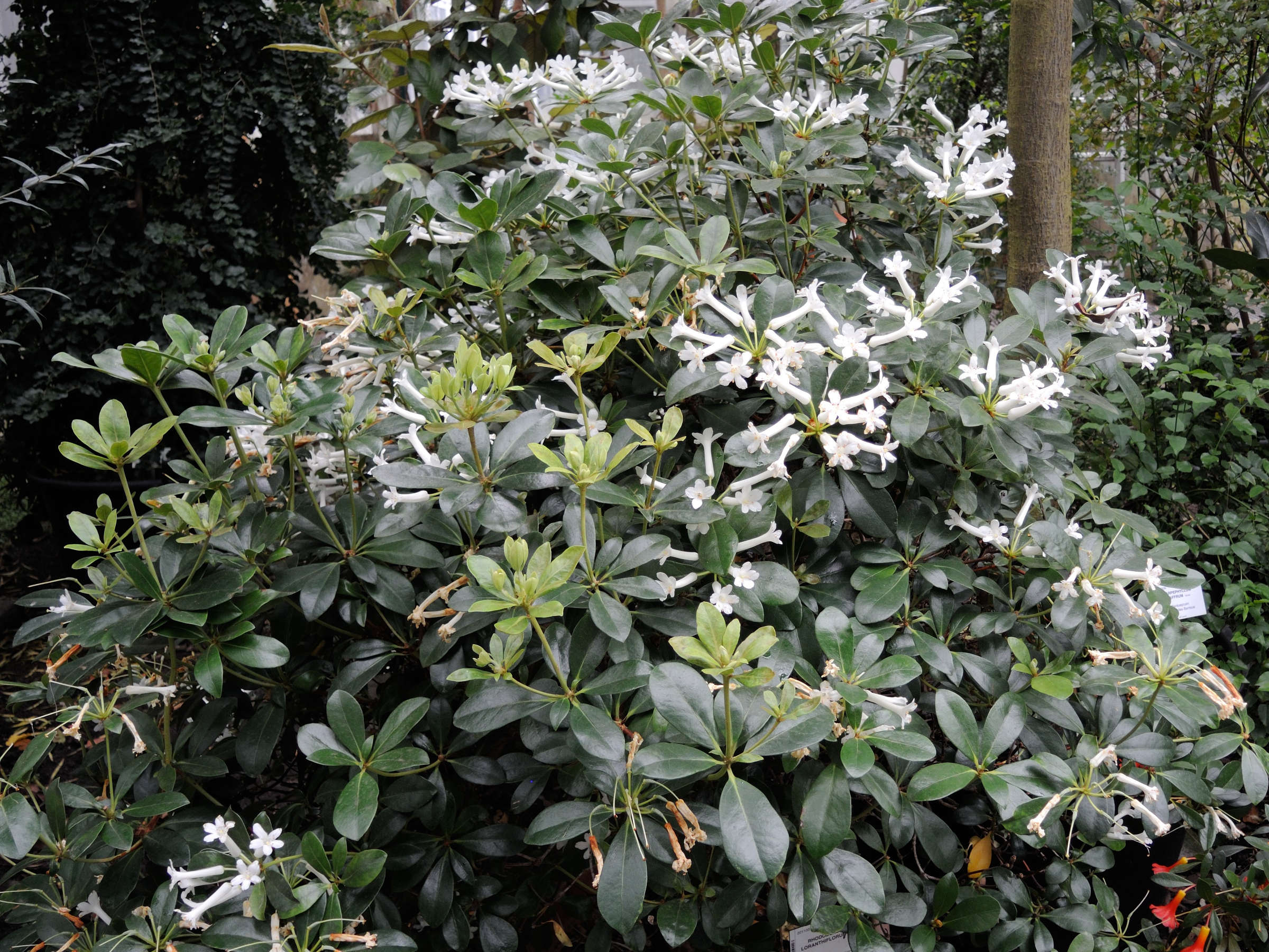 Afficher le média rhododendron_loranthiflorum1md rhododendron_loranthiflorum1md