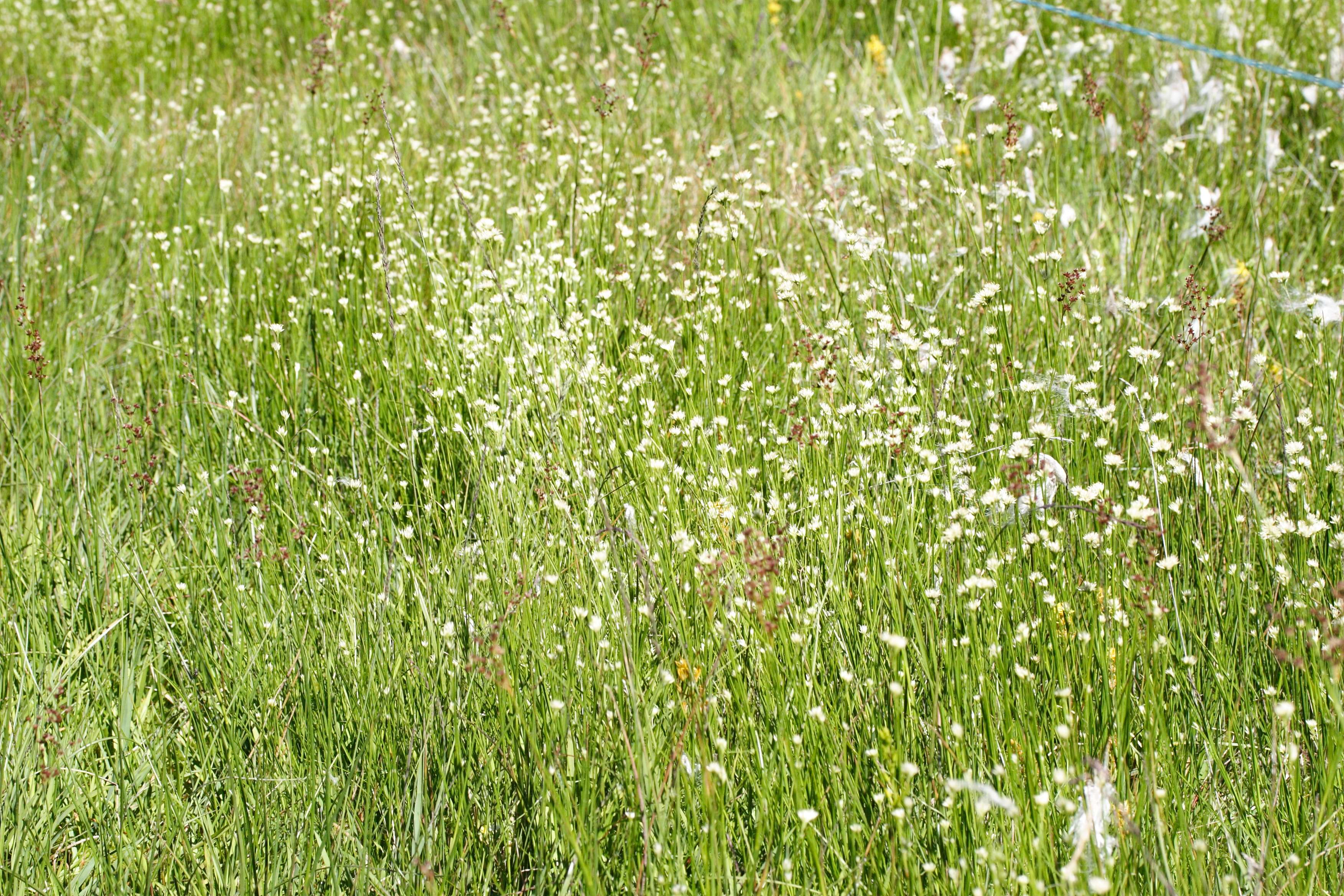 rhynchospora_alba4md