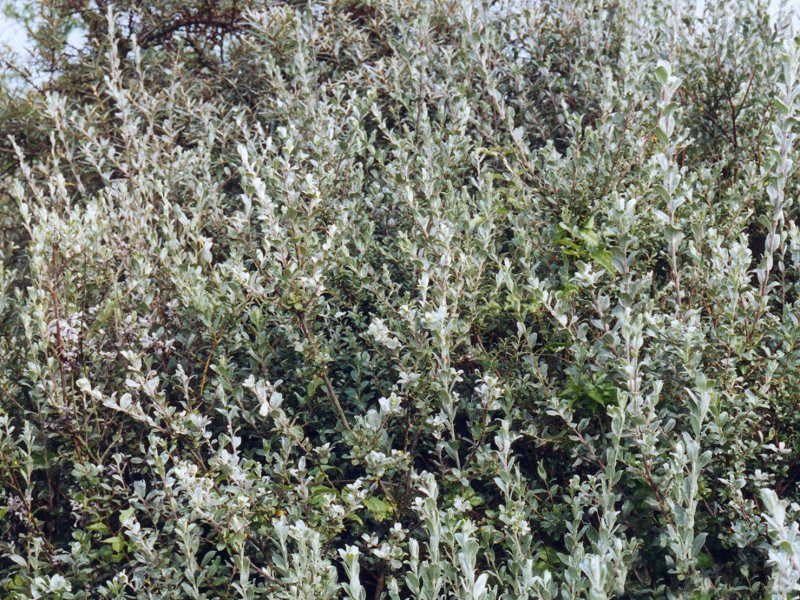 Afficher le média salix_repens1md salix_repens1md