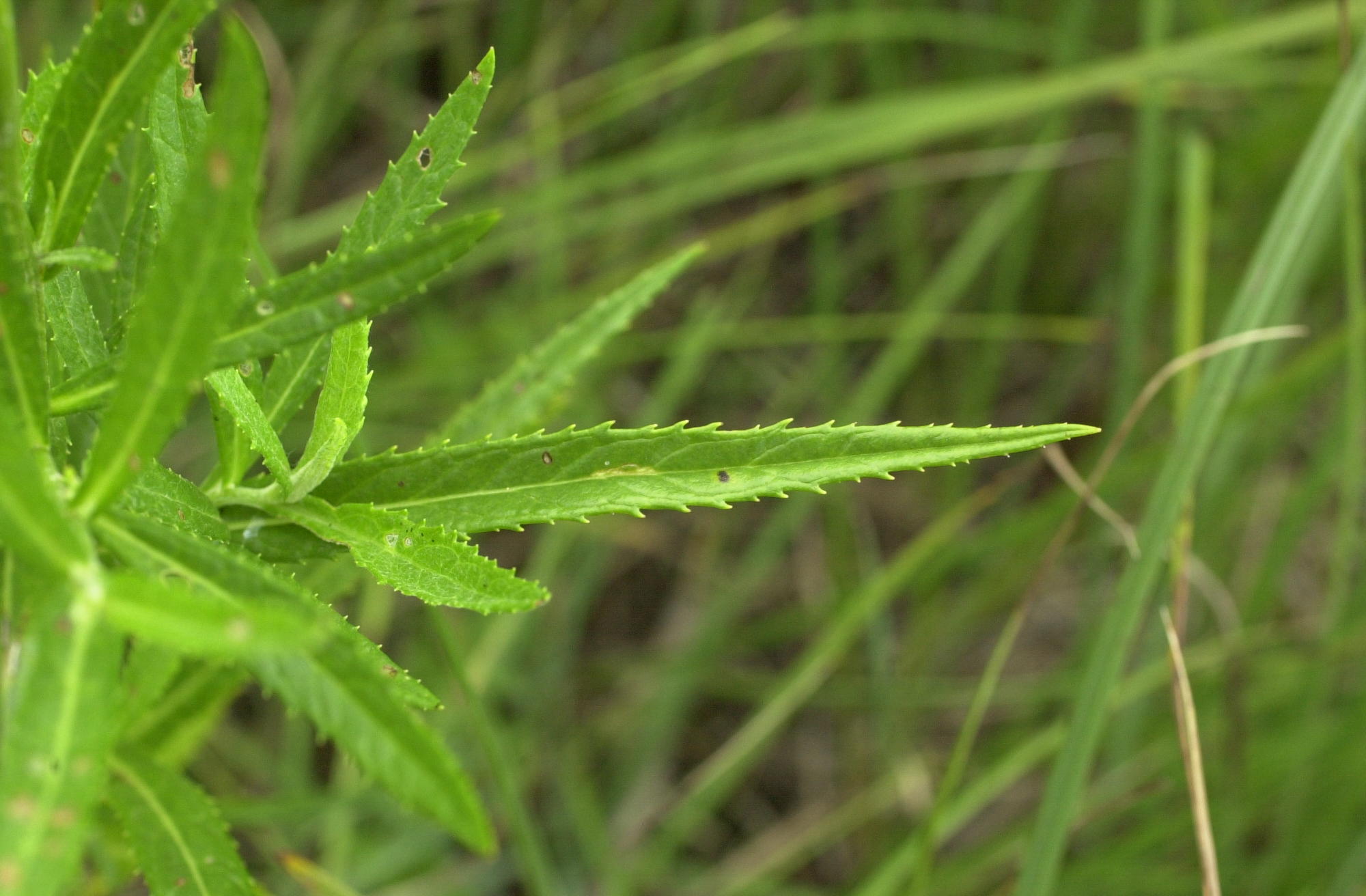 senecio_paludosus2md