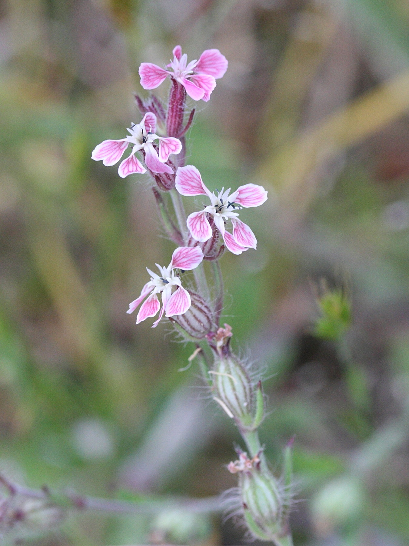 Afficher le média silene_gallica6bmd silene_gallica6bmd