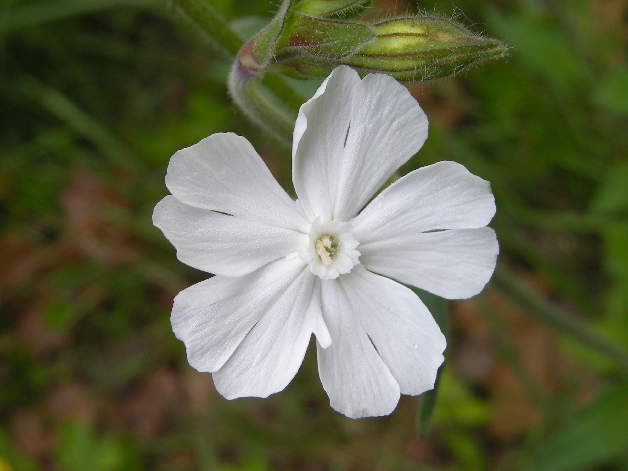 silene_latifolia2md