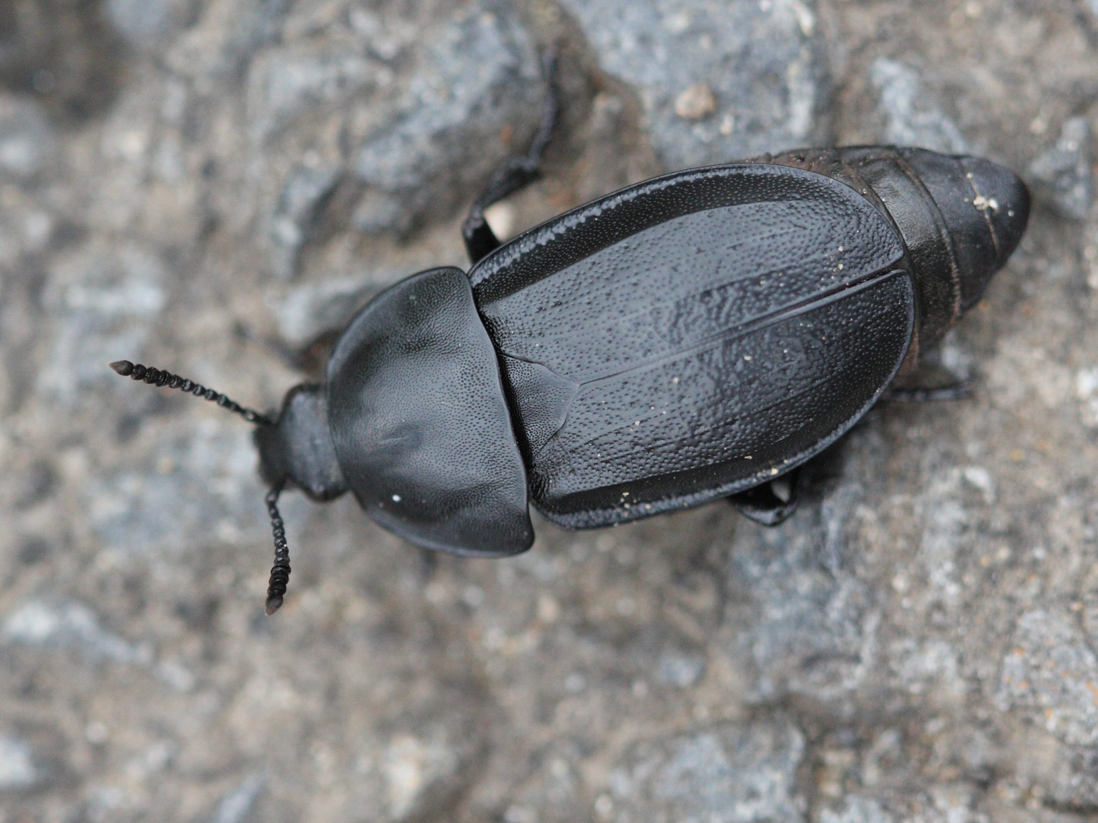 silpha_tyrolensis1md