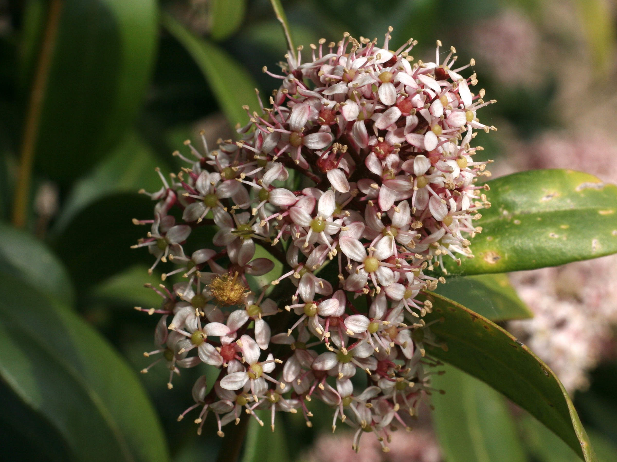 skimmia_japonica3md