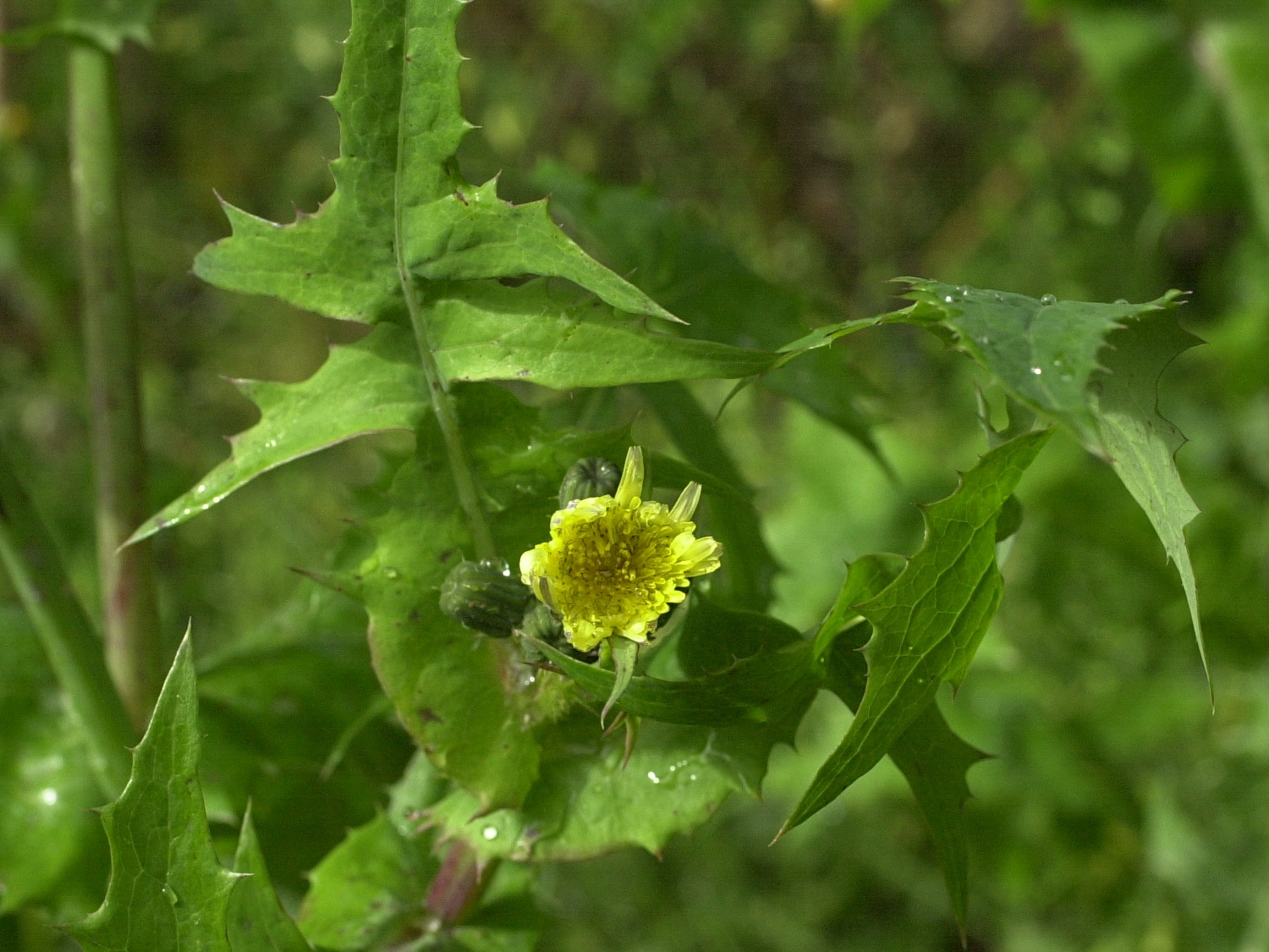 sonchus_oleraceus3md