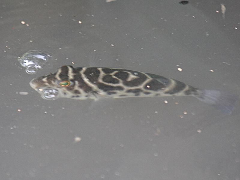 sphoeroides_testudineus2bd