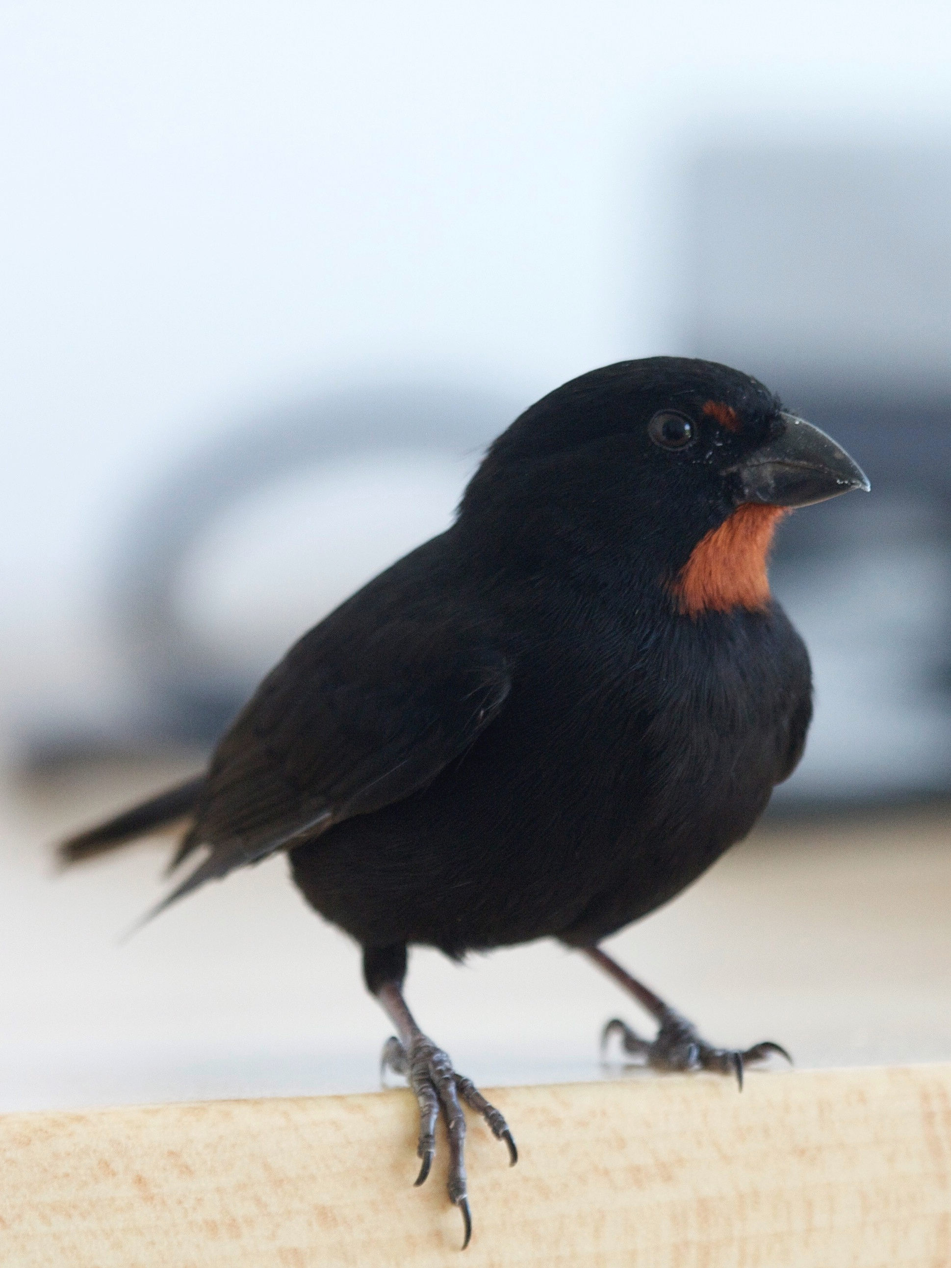 sporophile_rougegorge_-_loxigilla_noctis2bd