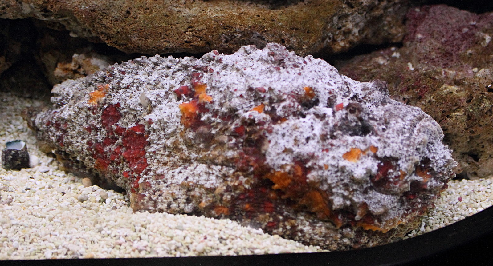 synanceia_verrucosa3md