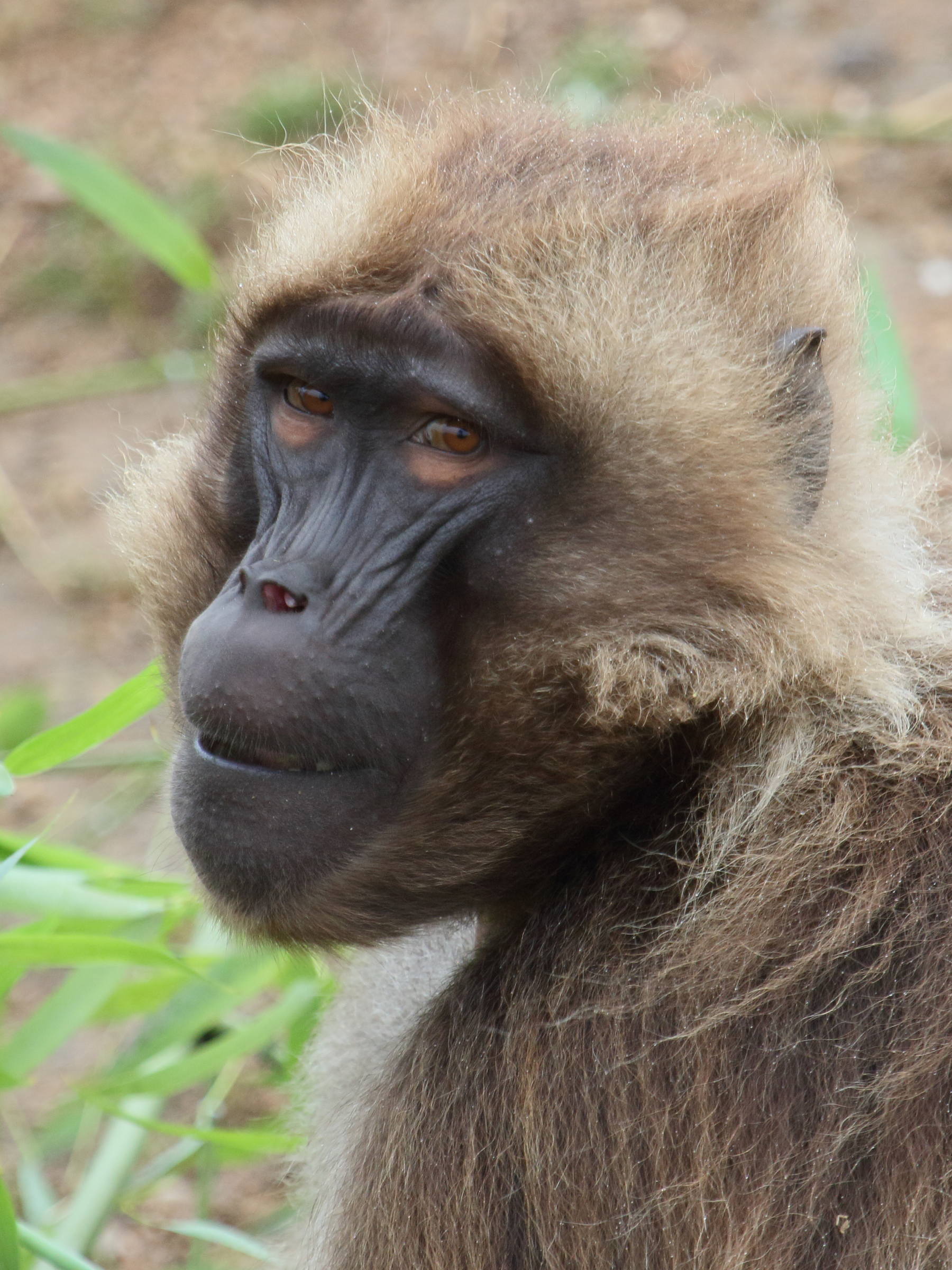theropithecus_gelada5bd