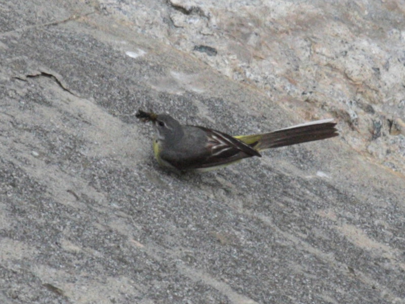 Afficher le média venturon_montagnard_-_carduelis_citrinella3bd venturon_montagnard_-_carduelis_citrinella3bd