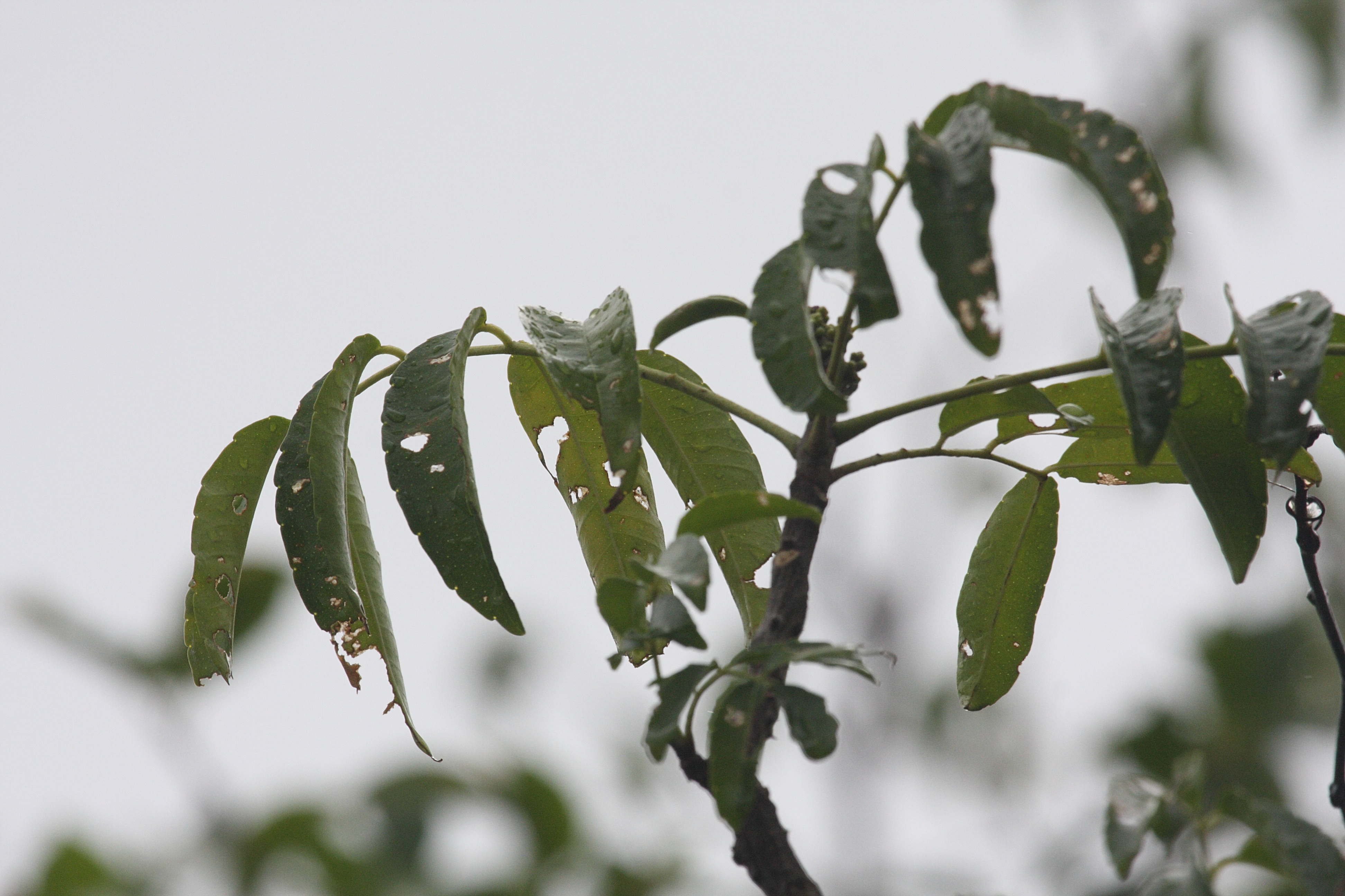 zanthoxylum_caribaeum3bd