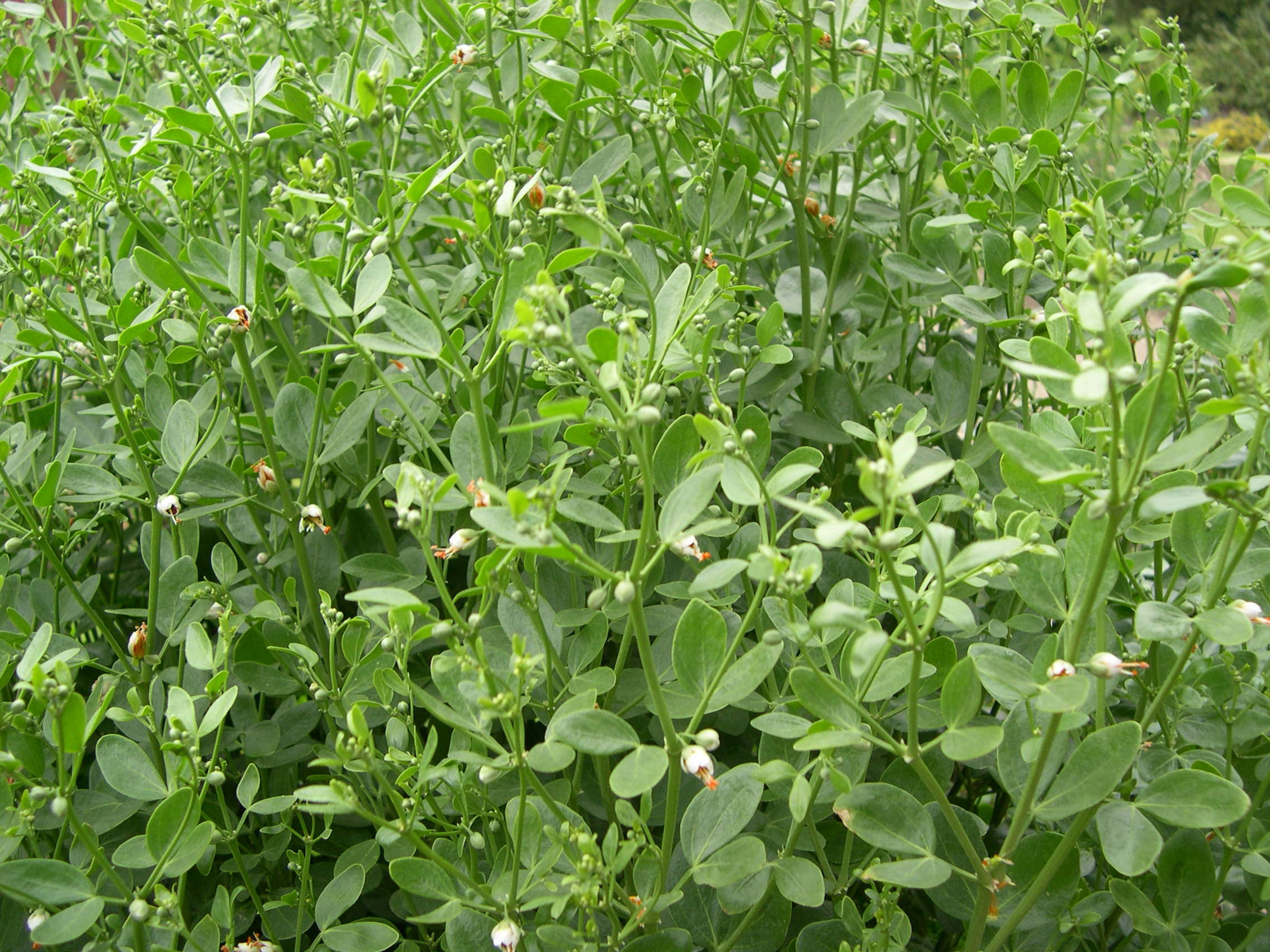 zygophyllum_fabago1md