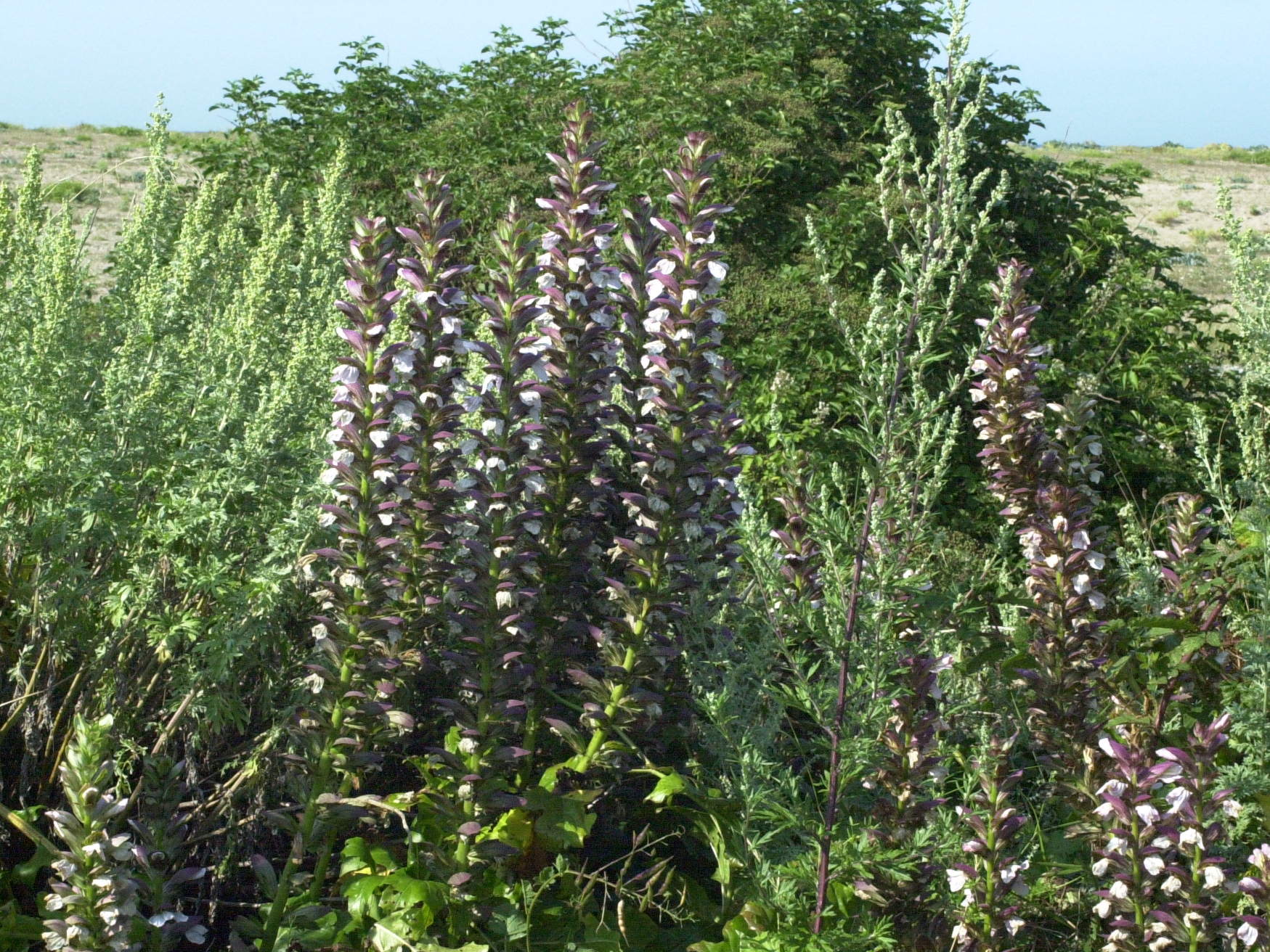 acanthus_mollis3md