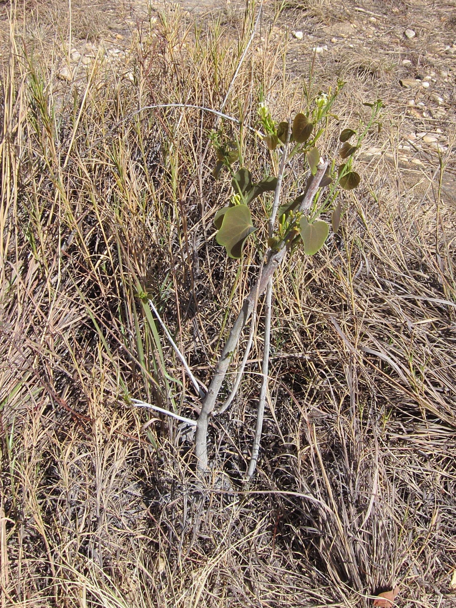 adenia_olaboensis1bd
