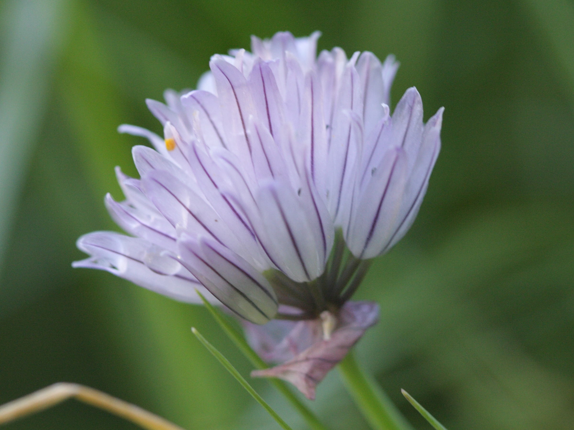 allium_schoenoprasum4bd