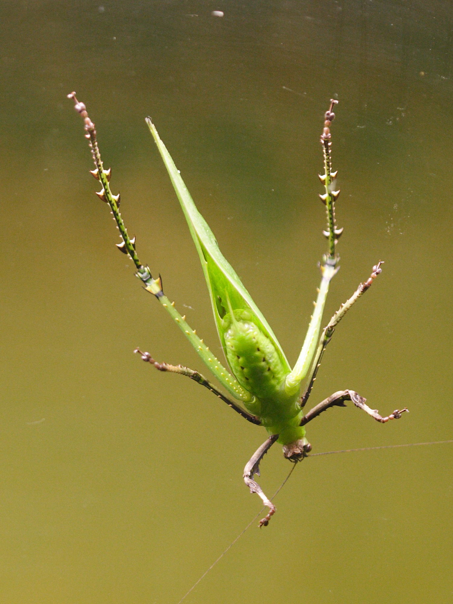 ancylecha_fenestrata2md