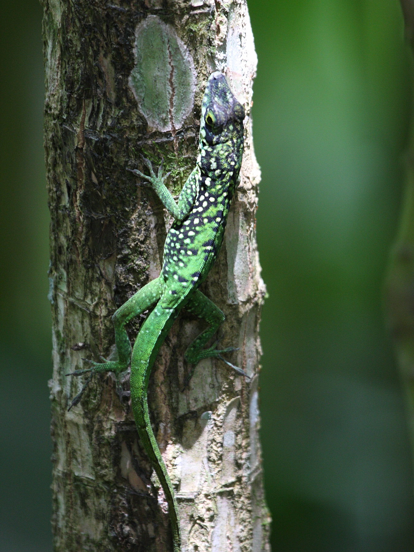 Afficher le média anolis_roquet4bd anolis_roquet4bd