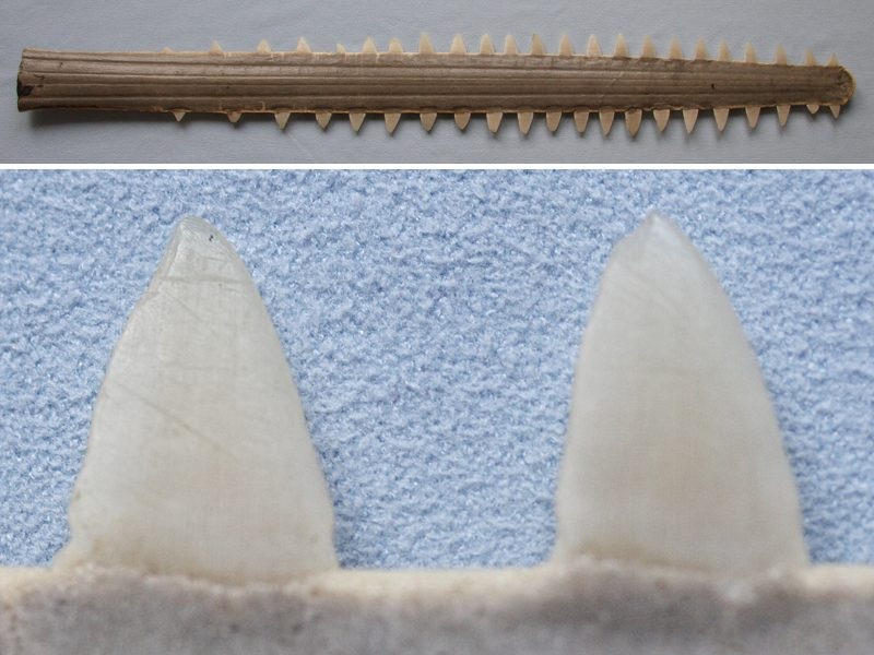 anoxypristis_cuspidata2md