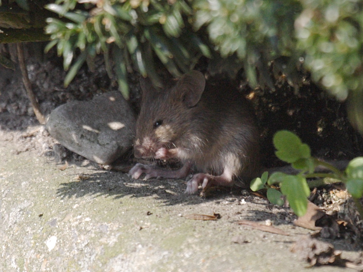 apodemus_sylvaticus3md