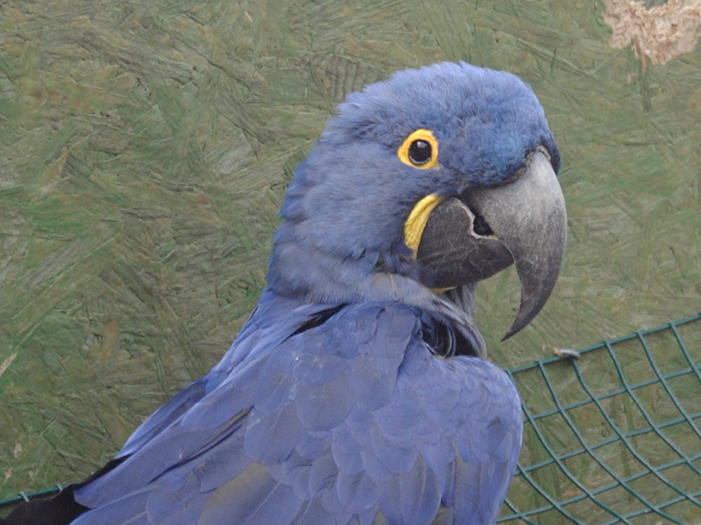 ara_hyacinthe_-_anodorhynchus_hyacinthinus2bd