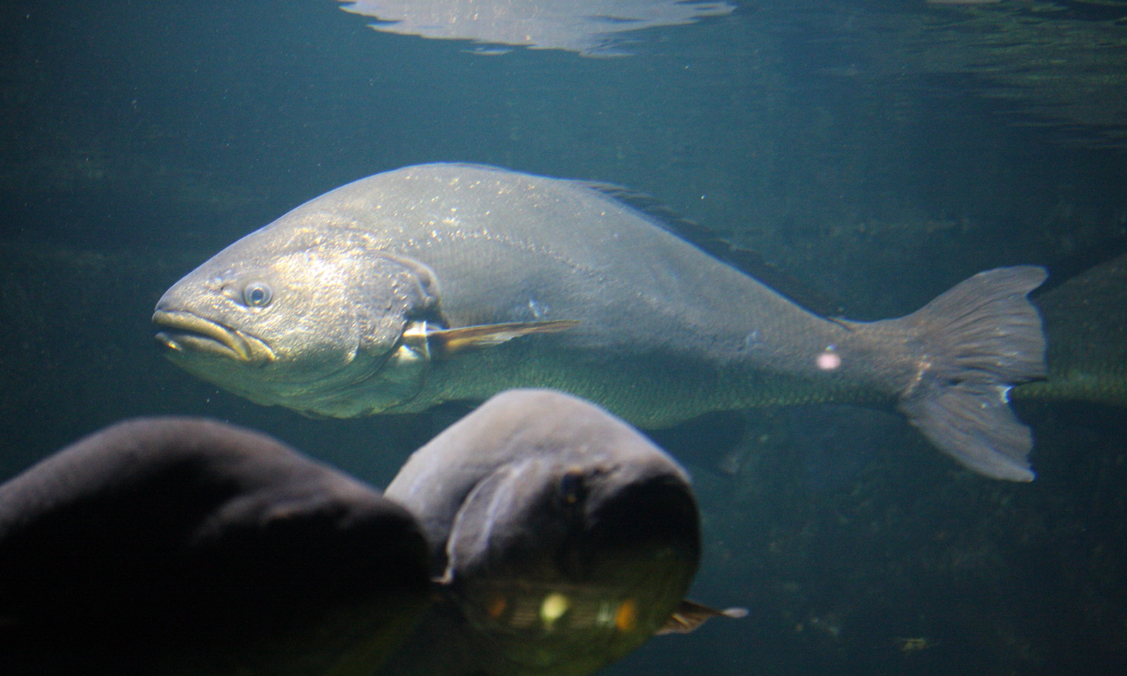 argyrosomus_regius2md