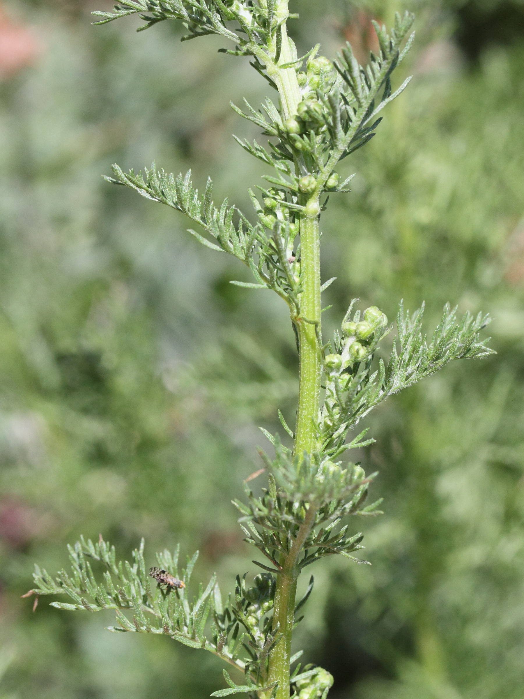 Afficher le média artemisia_chamaemelifolia1md artemisia_chamaemelifolia1md