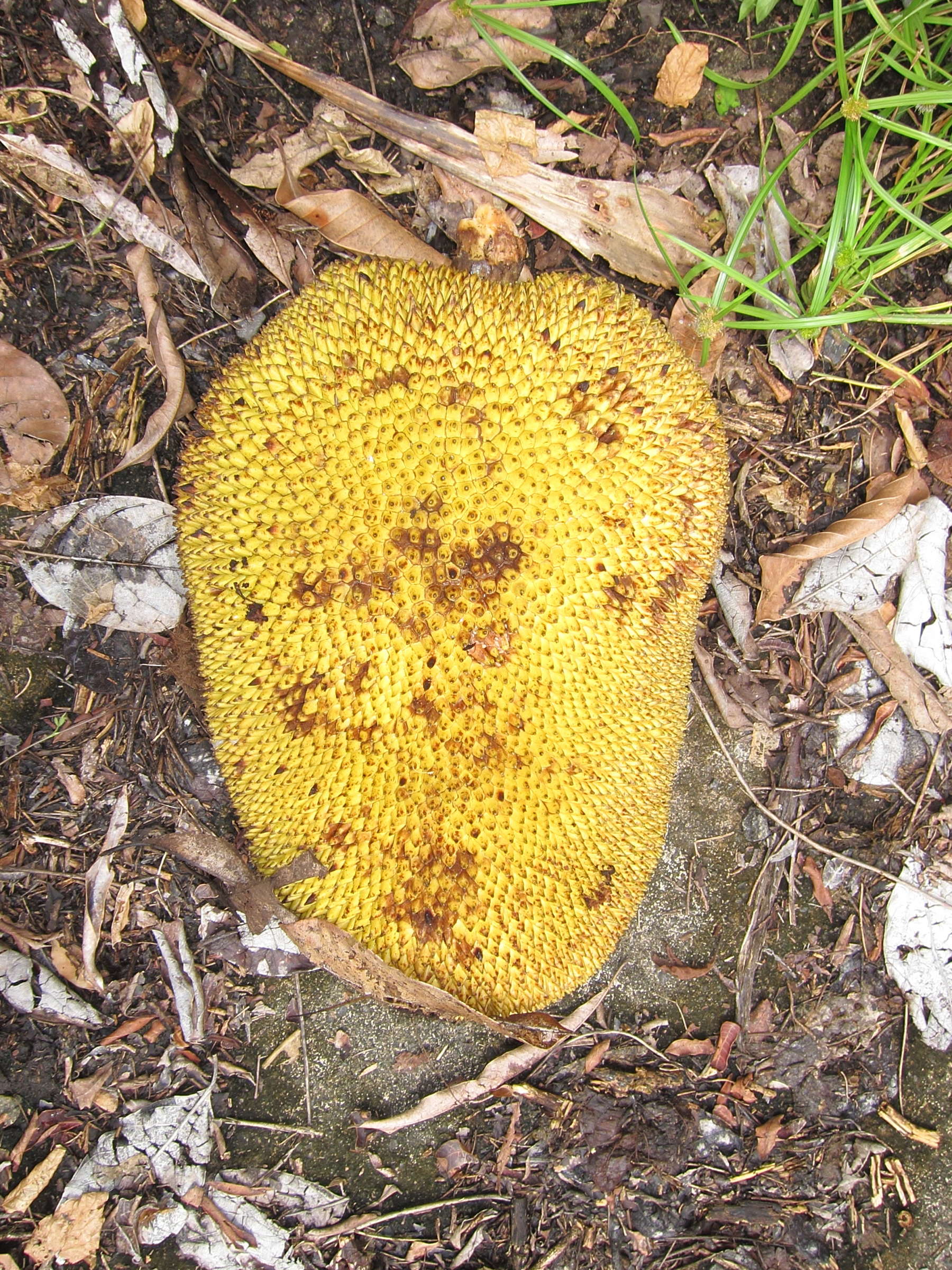 artocarpus_heterophyllus5md