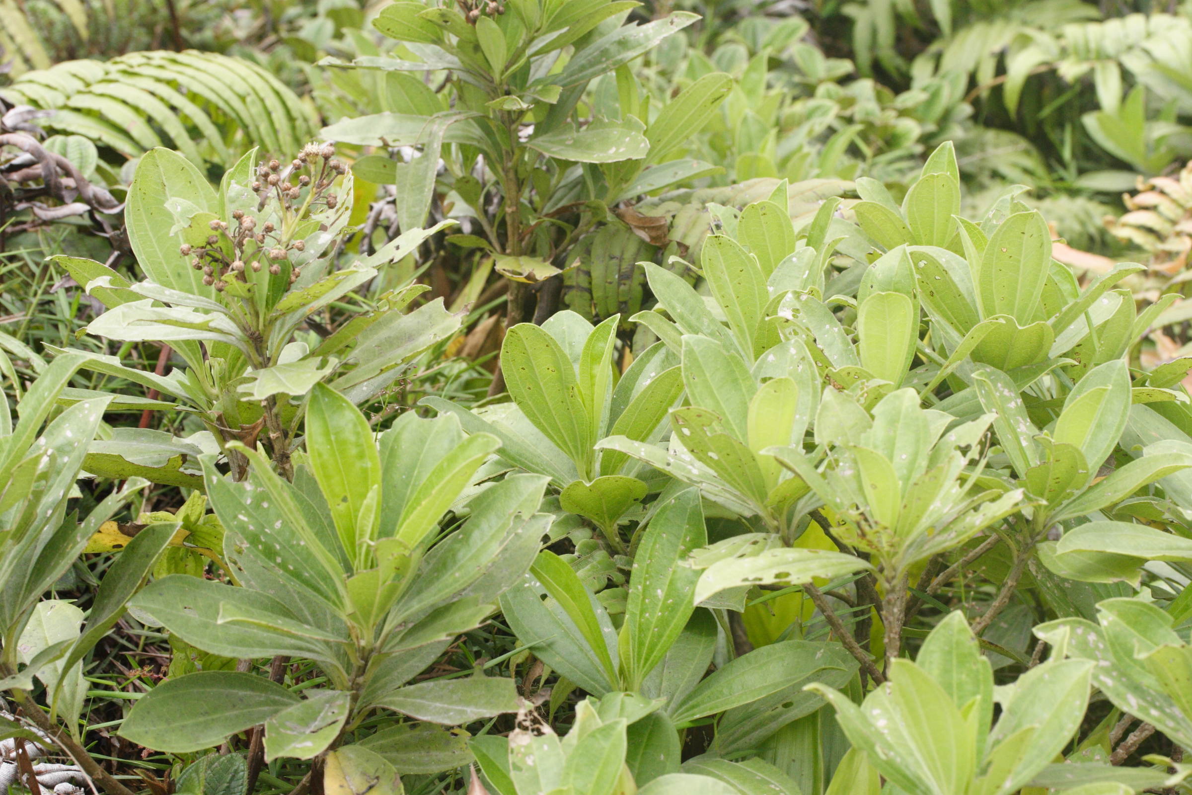 baccharis_pedunculata2md