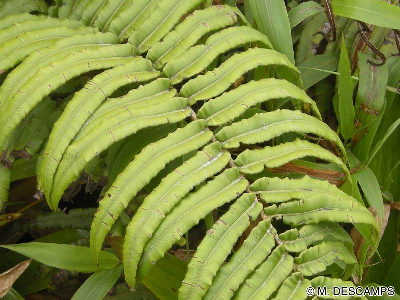blechnum_ryanii3
