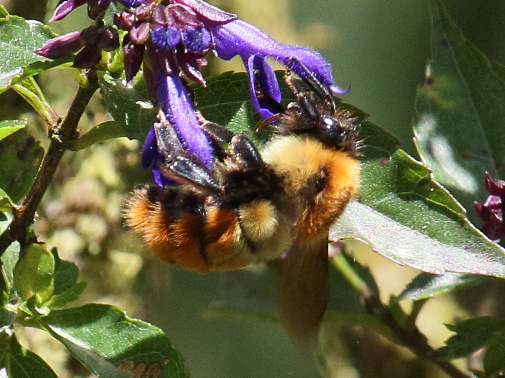 bombus_rubicundus2bd