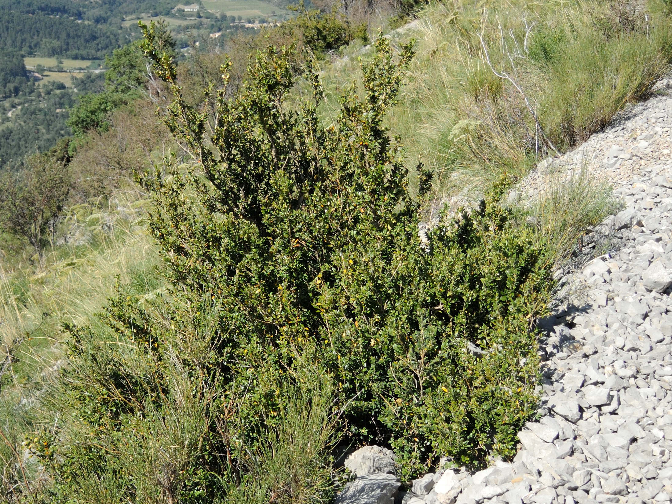 buxus_sempervirens8md