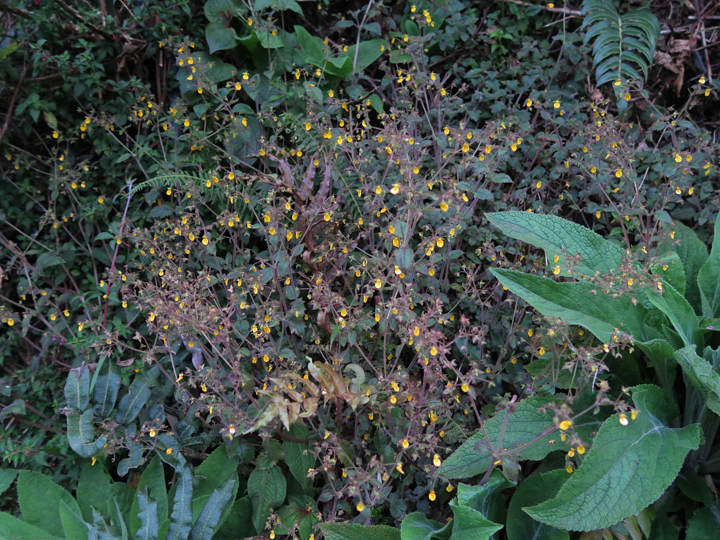 Calceolaria_tripartita