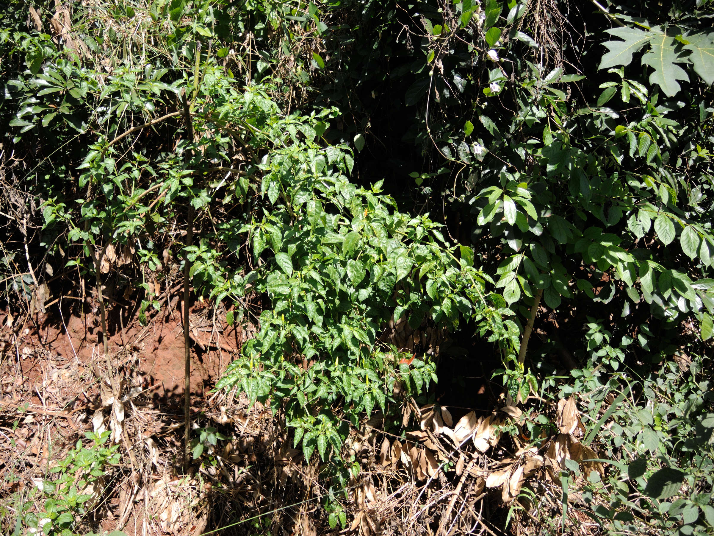 capsicum_frutescens1md