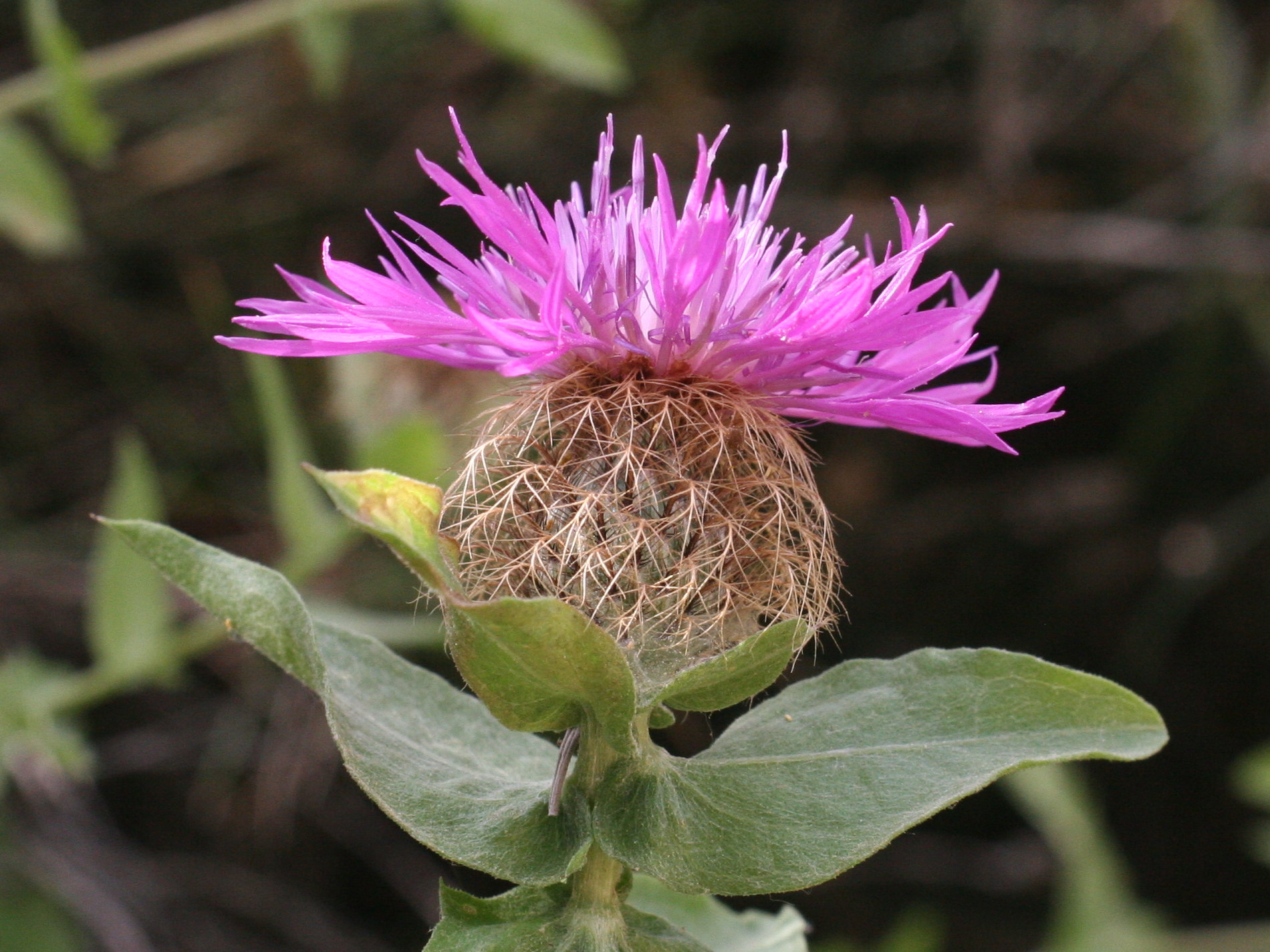 centaurea_pectinata2md
