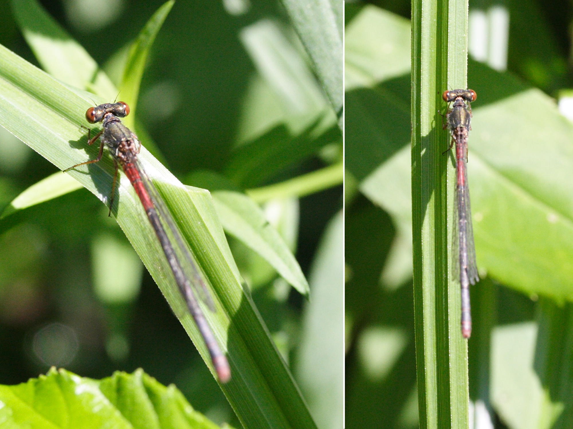 ceriagrion_tenellum3md