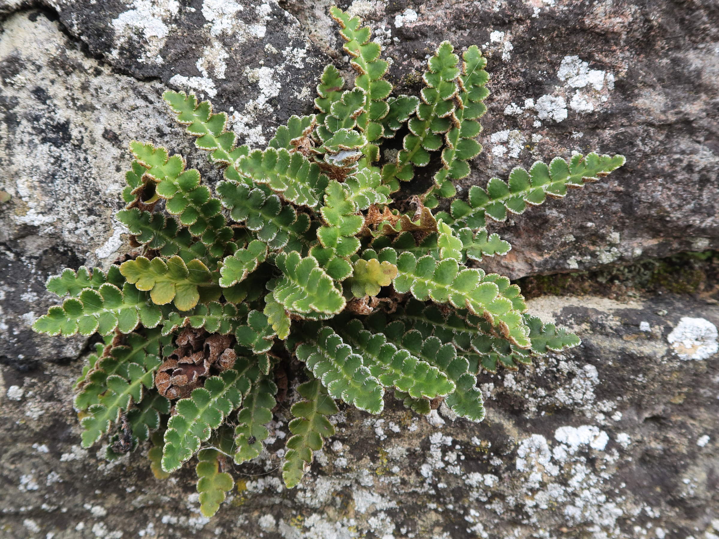 Afficher le média ceterach_officinarum3md ceterach_officinarum3md