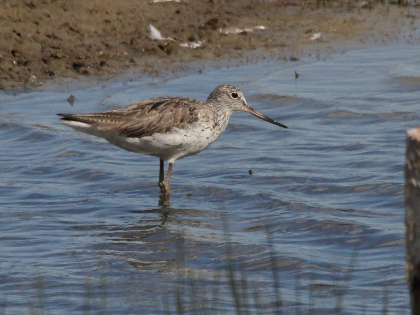 chevalier_aboyeur_-_tringa_nebularia5bd