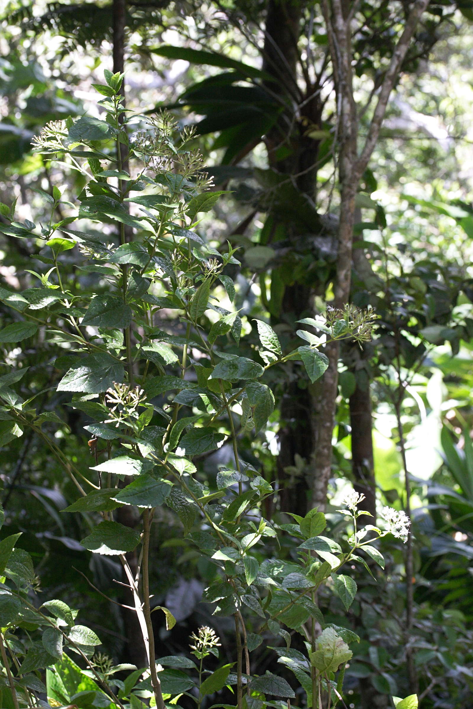 Afficher le média chromolaena_odorata3md chromolaena_odorata3md